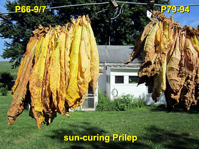 Garden20130816_908_Prilep_sun-curing_400.jpg