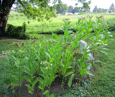 Garden20130810_889_Oriental_bed_400.jpg