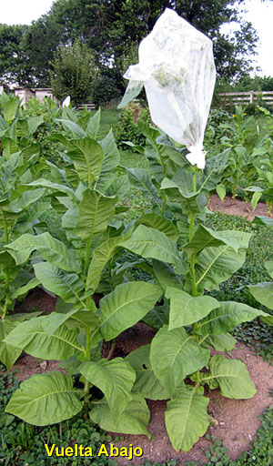 Garden20130722_817_VueltaAbajo_entirePlant_300.jpg