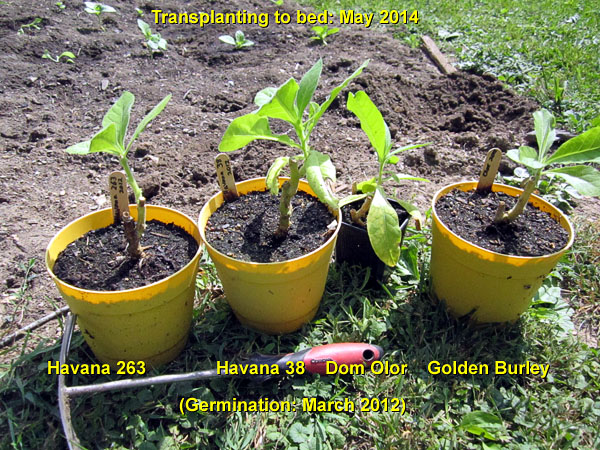 Garden20140530_1194_elderlyTransplants_600.jpg
