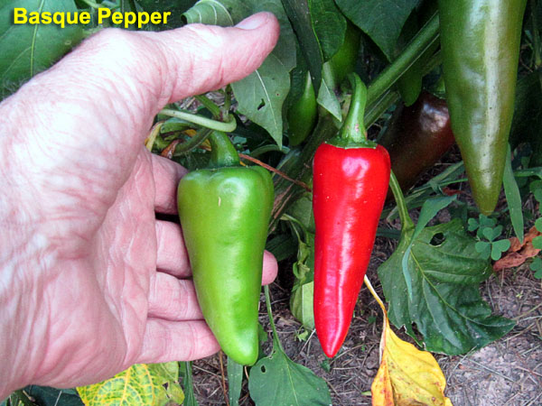 Garden20210729_5933_BasquePepper_600.jpg