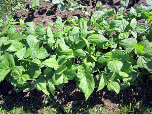 Garden20120531_207_BumbleBeeBeans_300.jpg
