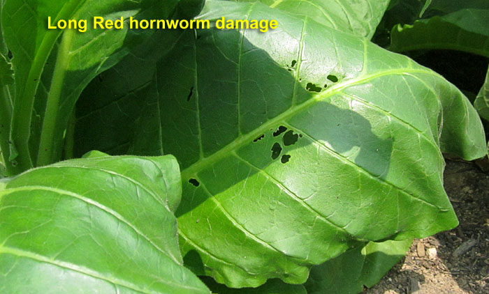 Garden20260727_7817_LongRed_hornwormDamage_700.jpg