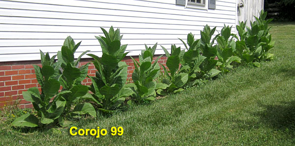 Garden20210708_5840_Corojo99_longBed_600.jpg