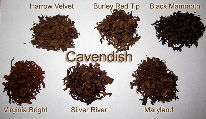 burley tobacco vs virginia Golden cavendish? | Fair Trade Tobacco