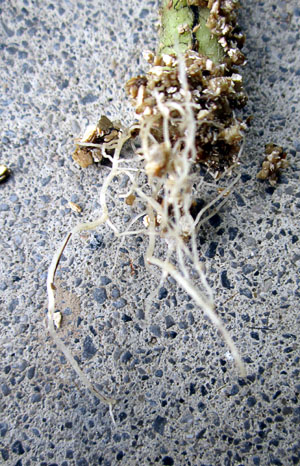 Garden20130930_993_Rooting_resultRoots_2mo_300.jpg