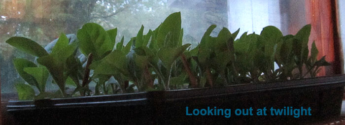 Garden20210504_5693_tobaccoTrayTwilight_700.jpg