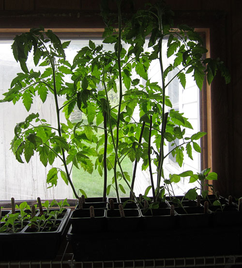 Garden20210424_5690_tomato_500.jpg