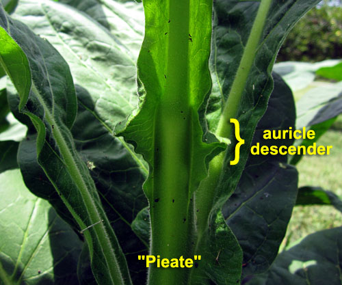 Garden20220707_6529_Pieate_auricleDescender_500.jpg