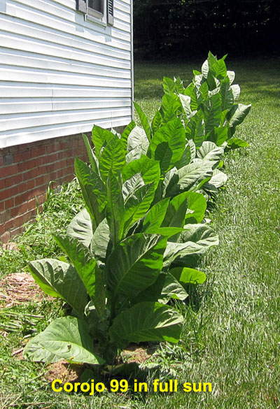 Garden20210703_5821_Corojo99_longBed_fullSun_400.jpg
