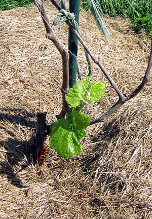 Garden20120531_204_BuffaloGrape_300.jpg