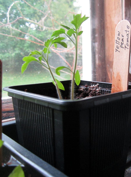 Garden20240430_7361_yellowPearTomato_450.jpg