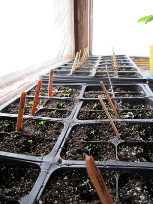 Garden20140328_1137_seedlingTrays1per_300.jpg