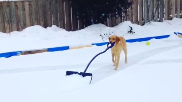 DogShovelsSnow.jpg
