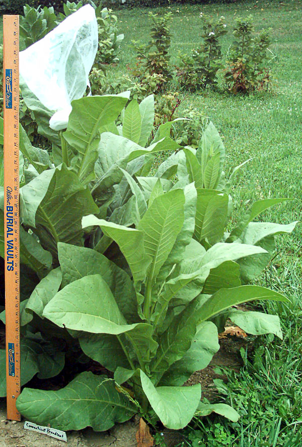 Garden_20110716_06_CTBroadleaf_600.jpg