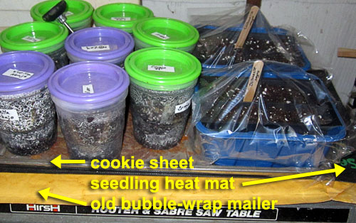 Garden20230303_6879_chilhuacle_starting3_onHeatMat_500.jpg