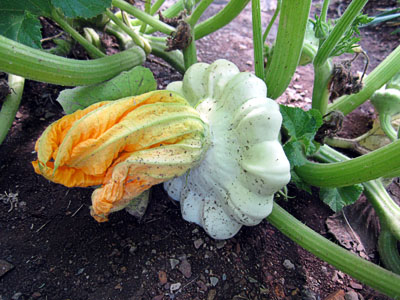 Garden20160729_2203_pattypan_400.jpg