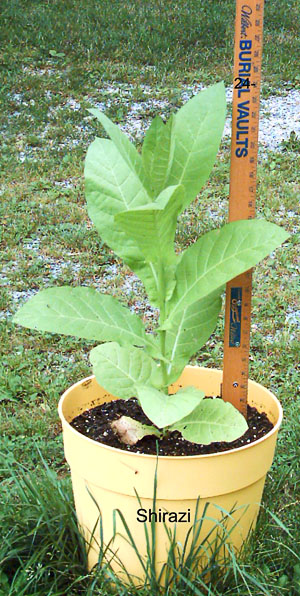 Garden_20110716_16_Shirazi_Potted_300.jpg