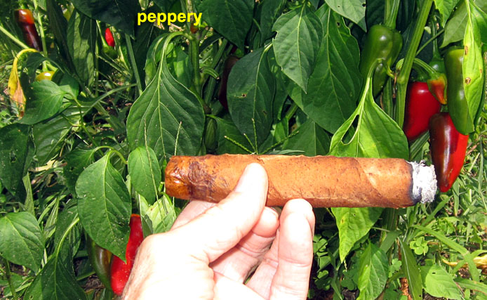 Garden20210814_5985_cigar_peppery_700.jpg