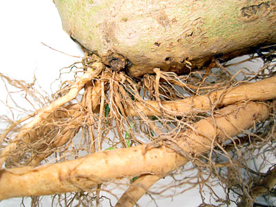 Garden20130827_933_stalkRoots_closeup1_400.jpg