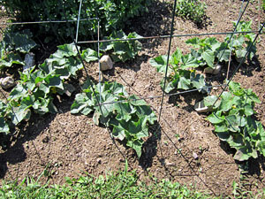 Garden20120531_208_BushPickle_300.jpg