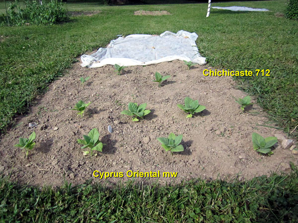 Garden20140603_1197_CyprusOrient_Chichicaste712_600.jpg