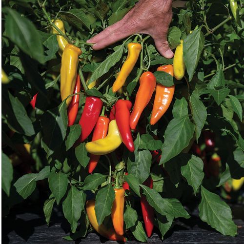 Pepper_hungarianhotwax_Johnnys.jpg