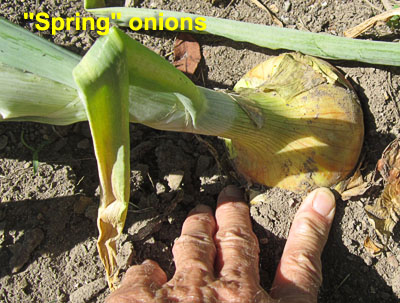 Garden20190714_4546_springOnion_400.jpg