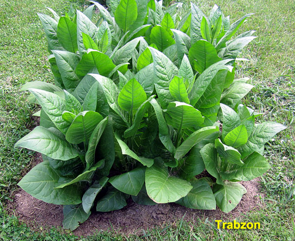 Garden20210624_5793_Trabzon_bed_600.jpg