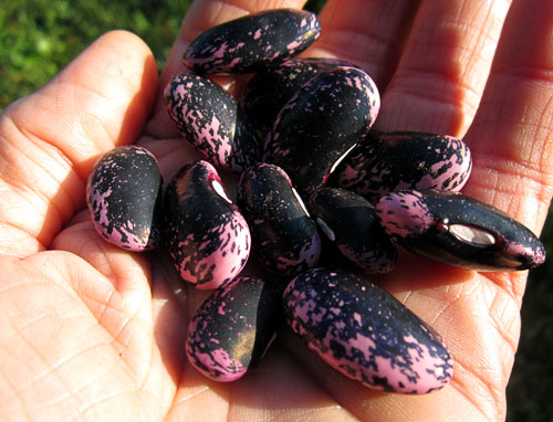 Garden20130914_963_ScarletRunner_handful_500.jpg
