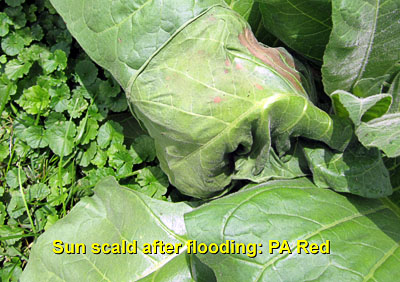 Garden20130707_749_sunScaldAfterFlood_PARed_400.jpg