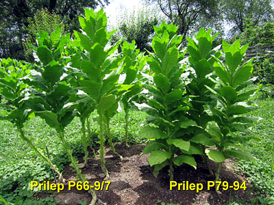 Garden20130714_780_Prilep_bed_400.jpg