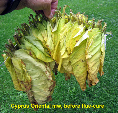 Garden20140822_1466_CyprusOriental_beforeFlueCure_400.jpg