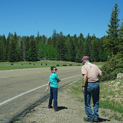 GC2019_RMG7718_D6NRimRoadBisonBobHayden_500_72dpi.jpg