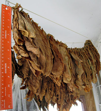 Garden20121213_534_curedXanthiYaka_length_400.jpg