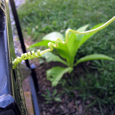 Garden20230714_7121_cukeClimbingCareer11_400.jpg
