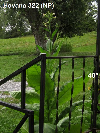 Garden20250822_7655_Havana322_porchCorner_400.jpg
