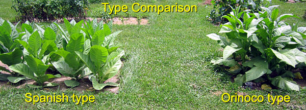 orinoco tobacco Orinoco | Fair Trade Tobacco