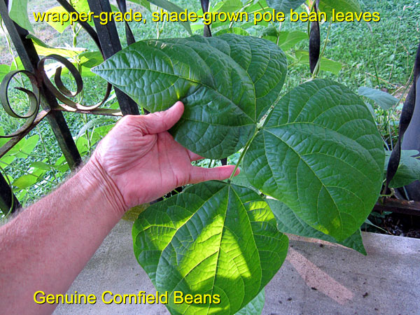 Garden20170714_2833_cornfieldPoleBeanLeaves_600.jpg