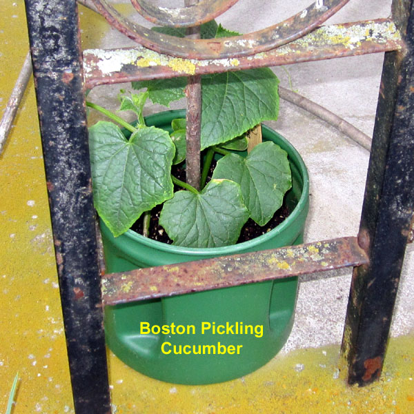 Garden20250511_7568_BostonPicklingCuke_600.jpg
