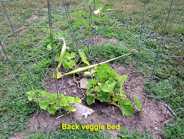 Garden20200828_5290_backVeggieBed_600.jpg