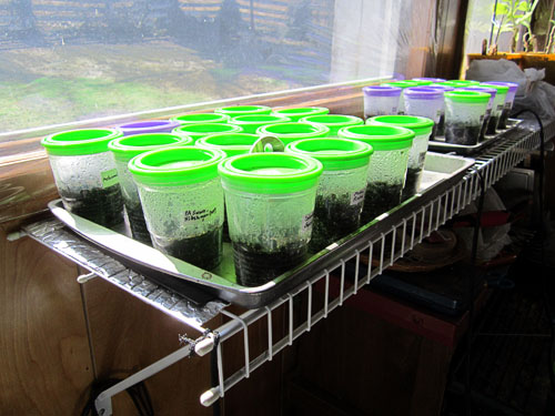 Garden20140310_1124_seedStartingCups02_500.jpg