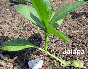 Garden20130603_661_Uncrook16da_Jalapa_300.jpg