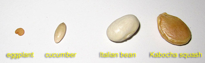 Garden20200109_4924_veggieSeeds_700.jpg