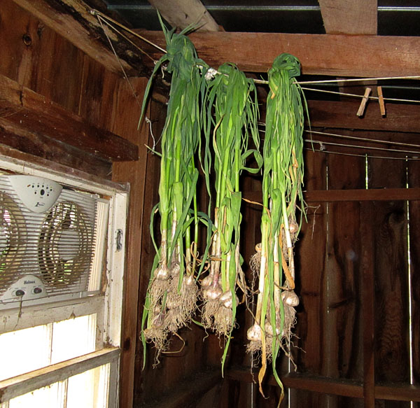 Garden20210624_5791_garlic_hangingInShed_600.jpg