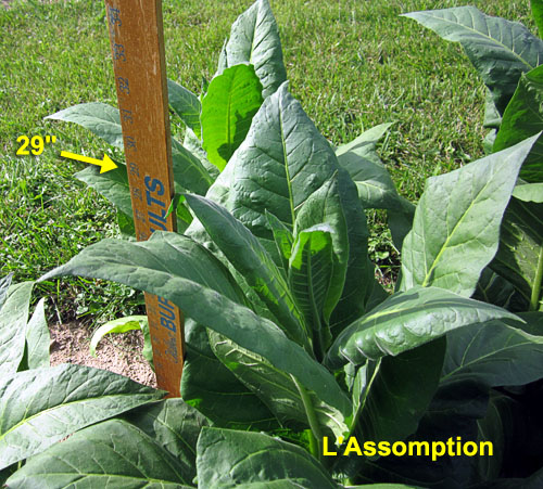 Garden20210627_5805_LAssomption_height_6weeks_500.jpg