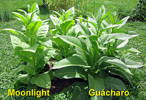 Garden20130714_775_Moonlight_Guacharo_300.jpg
