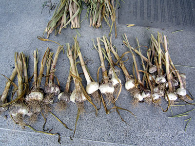 Garden20140802_1398_garlic_trimmed_400.jpg