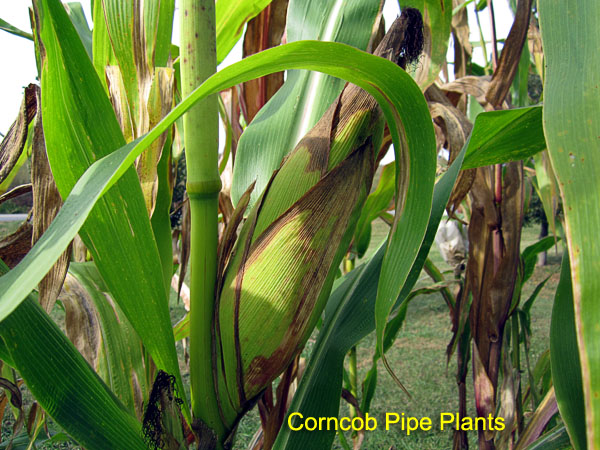 Garden20170925_3116_CornEarOnStalk_600.jpg