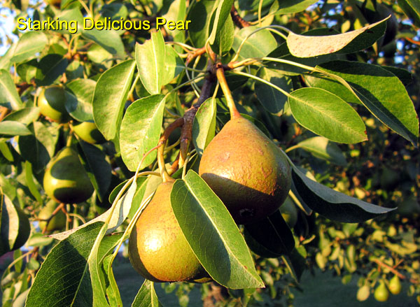 Garden20170625_2760_StarkingDeliciousPear_immagureFruit_600.jpg